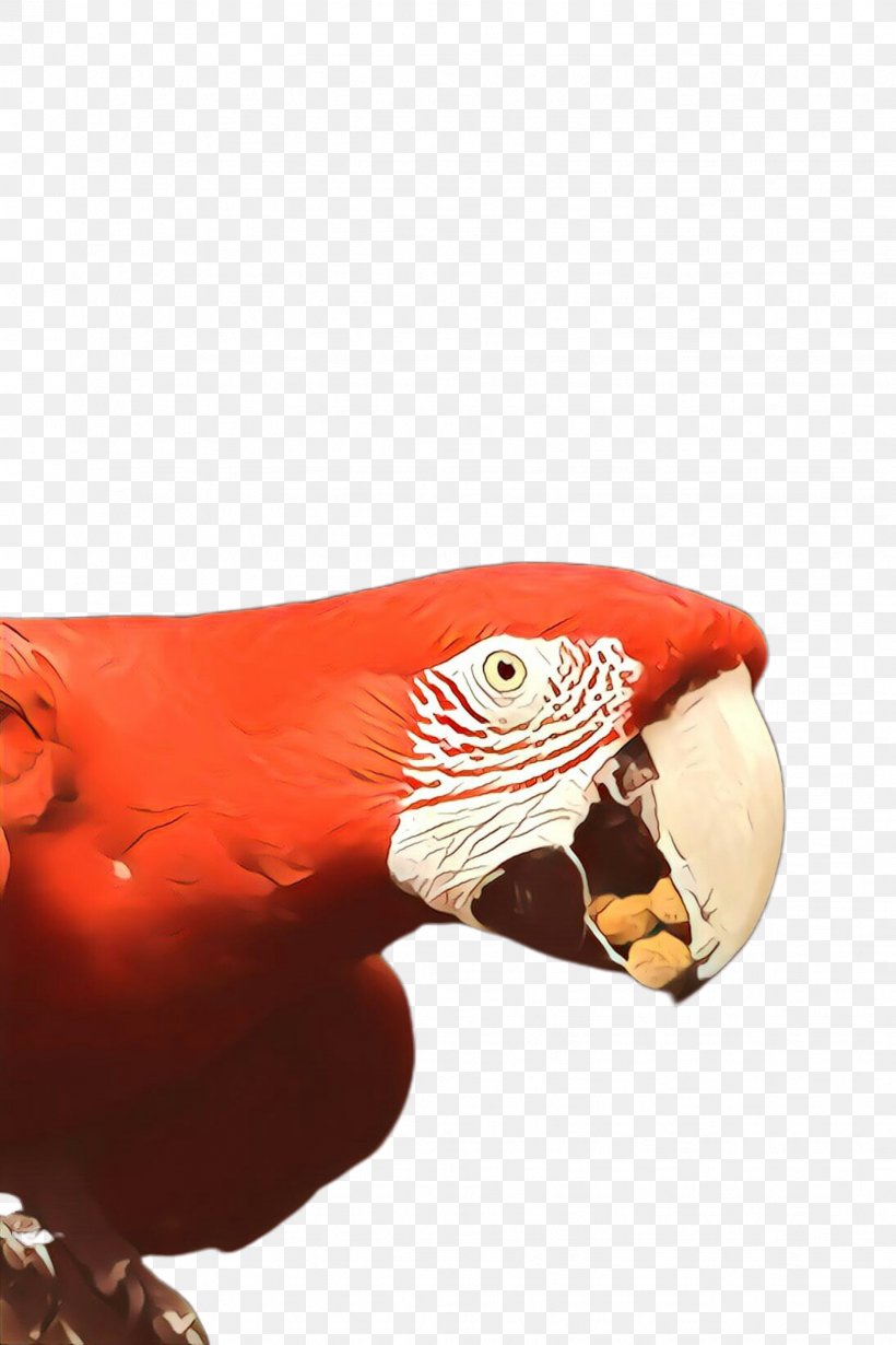 Bird Parrot, PNG, 1632x2448px, Cartoon, Beak, Bird, Macaw, Parrot Download Free