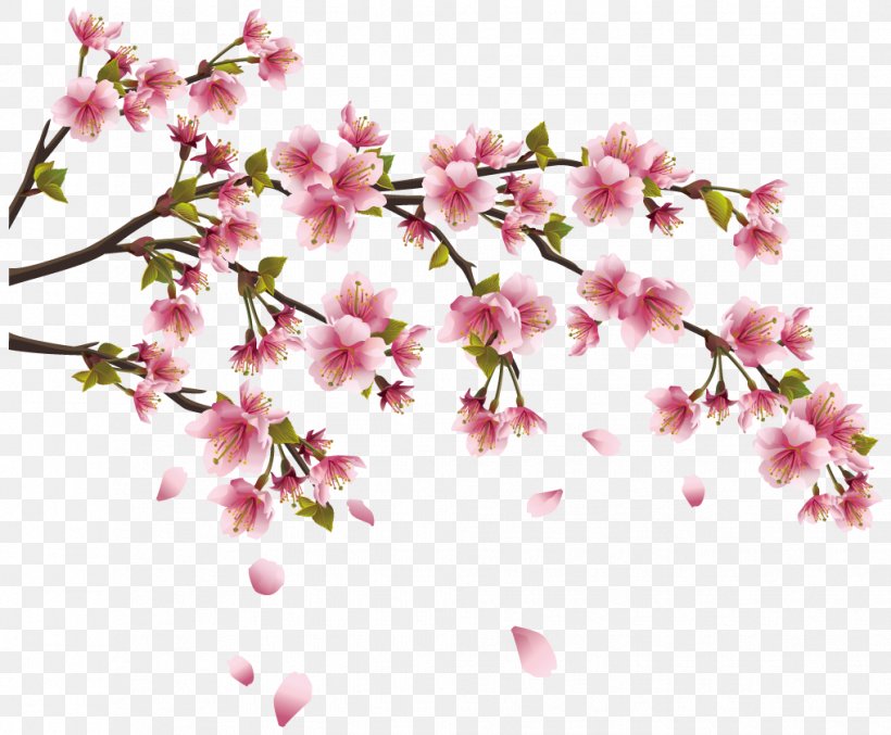 Cherry Blossom Wall Decal Sticker Branch, PNG, 1018x841px, Cherry Blossom, Blossom, Branch, Cherry, Cut Flowers Download Free