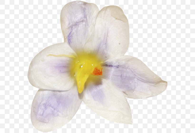 Crocus Moth Orchids Family Violet, PNG, 600x560px, Crocus, Family, Flower, Flowering Plant, Iris Download Free