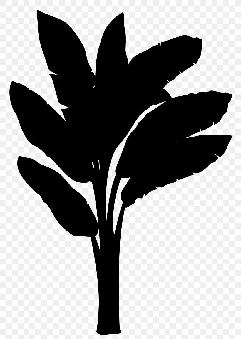 Plantain Musa Acuminata Musa Balbisiana Banana Vector Graphics, PNG, 3668x5163px, Plantain, Banana, Bananas, Blackandwhite, Botany Download Free