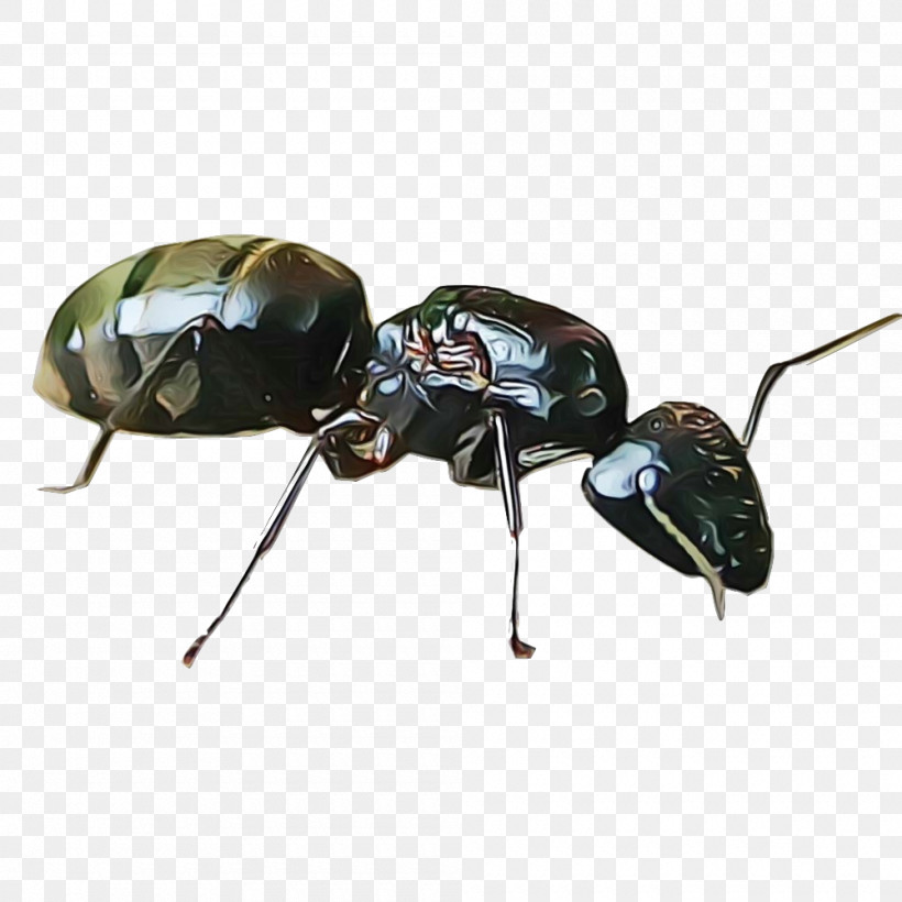 Insect Carpenter Ant Beetle Pest Ground Beetle, PNG, 1000x1000px, Watercolor, Beetle, Carpenter Ant, Ground Beetle, Insect Download Free