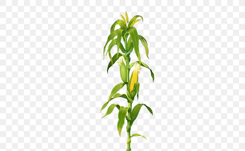 Maize Corn On The Cob Plant Drawing Clip Art, PNG, 509x507px, Maize, Branch, Cereal, Corncob, Depositphotos Download Free
