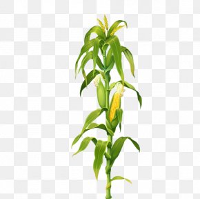 corn plant png