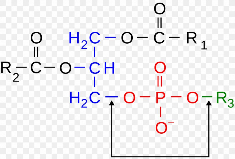 Phosphodiester Bond Chemical Bond Hydrophile Phospholipid, PNG, 1280x872px, Phosphodiester Bond, Acid, Area, Biochemistry, Blue Download Free