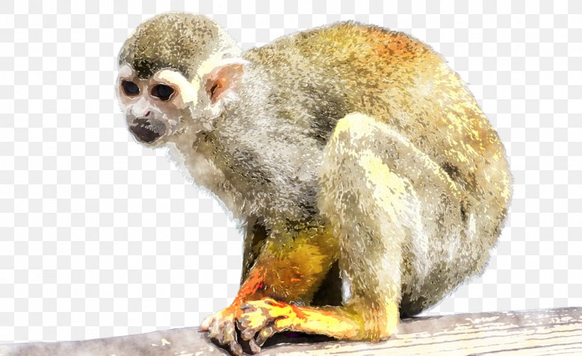 Squirrel Monkey Cercopithecidae Old World New World Monkeys, PNG, 1142x700px, Squirrel Monkey, Animal, Cercopithecidae, Fauna, Mammal Download Free