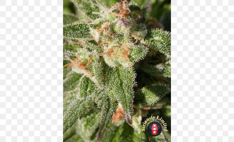 Cannabis Cannabidiol Seed Marijuana Head Shop, PNG, 500x500px, Cannabis, Cannabidiol, Grow Shop, Head Shop, Hemp Download Free