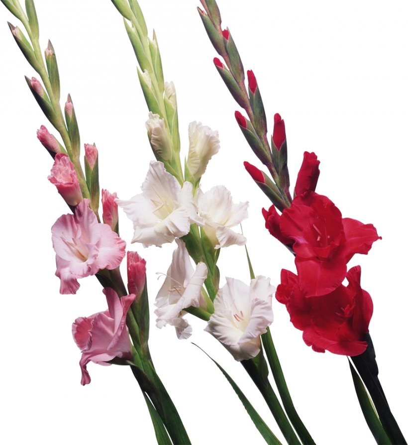 Gladiolus Bulb Cut Flowers Iridaceae, PNG, 900x982px, Gladiolus, Birth Flower, Bulb, Corm, Cut Flowers Download Free