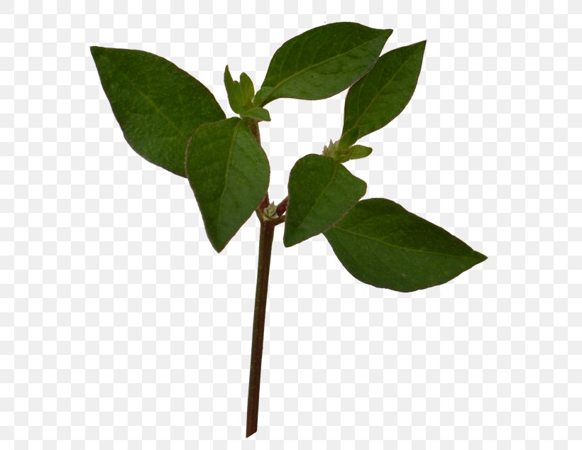 Plant Leaves Leaf, PNG, 600x634px, Plant Leaves, Branch, Designer, Gratis, Green Download Free