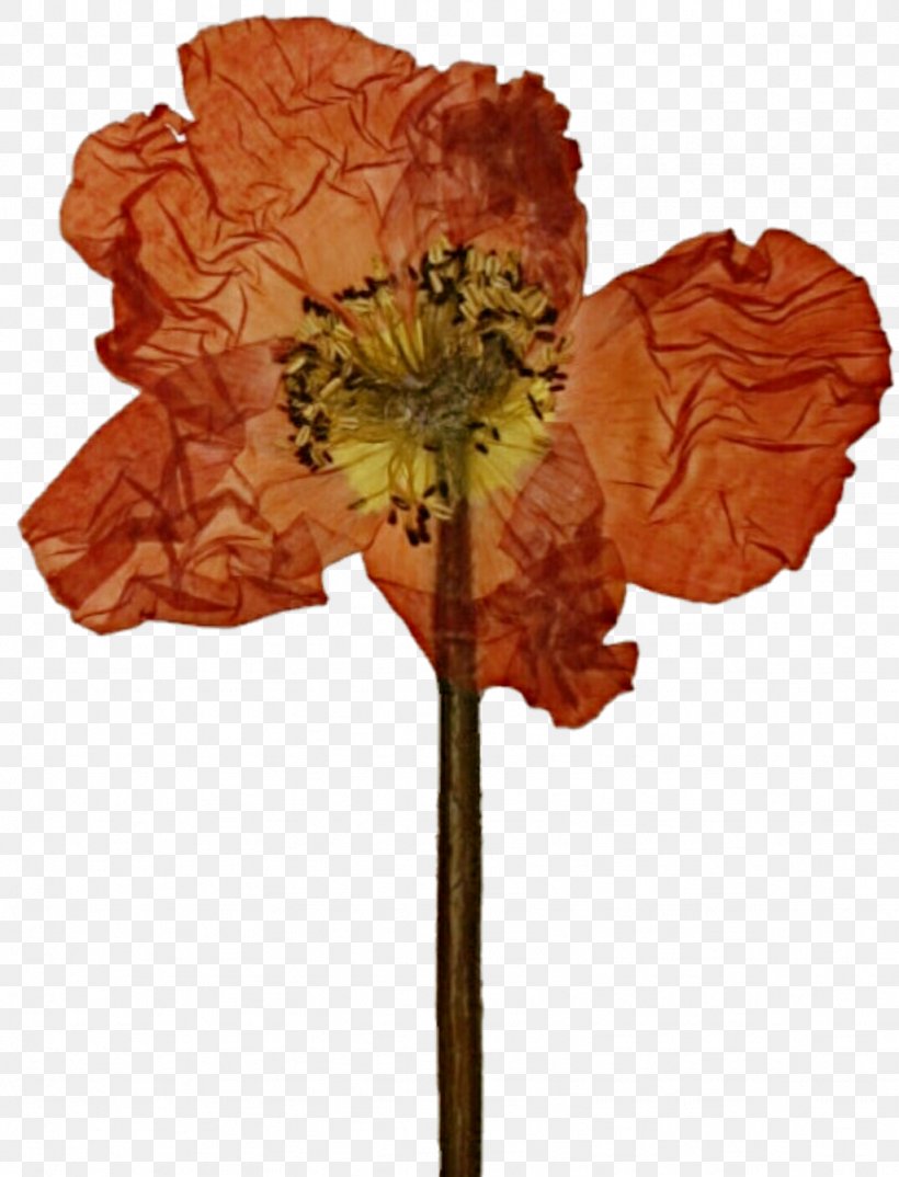 Pressed Flower Craft Poppy Cut Flowers Petal, PNG, 1024x1342px, Flower, Art, Color, Craft, Cut Flowers Download Free
