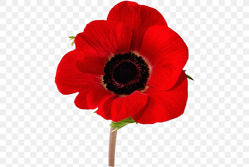 Remembrance Poppy Tattoo Opium Poppy Flash, PNG, 466x550px, Poppy, Anemone, Annual Plant, Armistice Day, Art Download Free