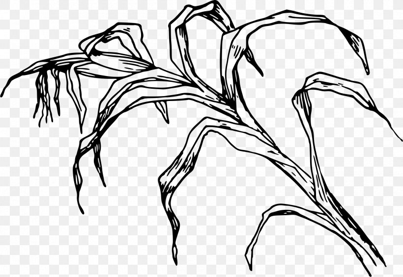 Sketch Drawing Illustration Graphics Beak, PNG, 2400x1654px, Drawing, Art, Beak, Blackandwhite, Botany Download Free