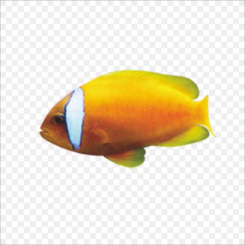 Goldfish Cartoon, PNG, 1773x1773px, 3d Computer Graphics, Fish, Cartoon, Fishing, Fishing Rod Download Free