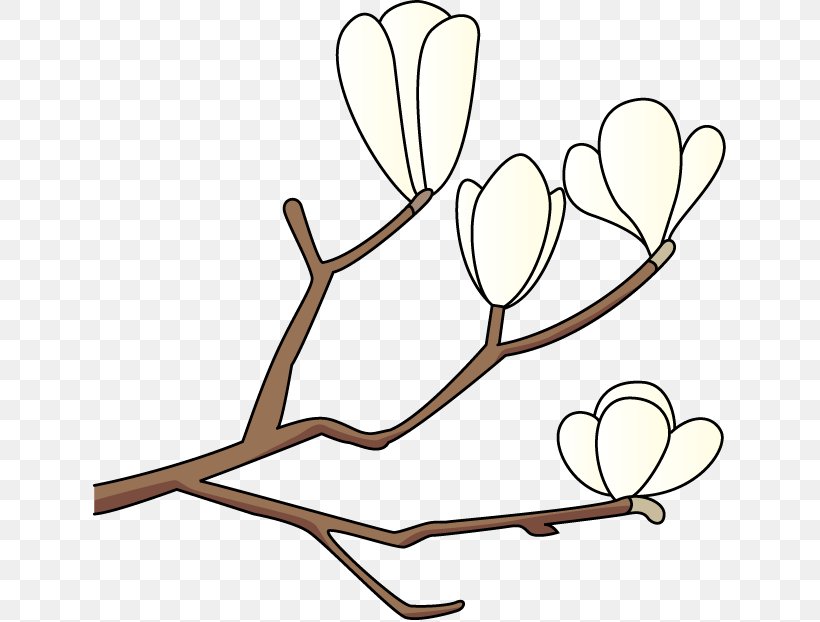 Magnolia Kobus Southern Magnolia Clip Art, PNG, 633x622px, Watercolor, Cartoon, Flower, Frame, Heart Download Free
