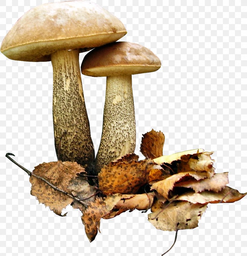 Brown Cap Boletus Fungus Leccinum Scabrum Edible Mushroom, PNG, 1095x1136px, Brown Cap Boletus, Aspen Mushroom, Botanical Illustration, Digital Image, Drawing Download Free