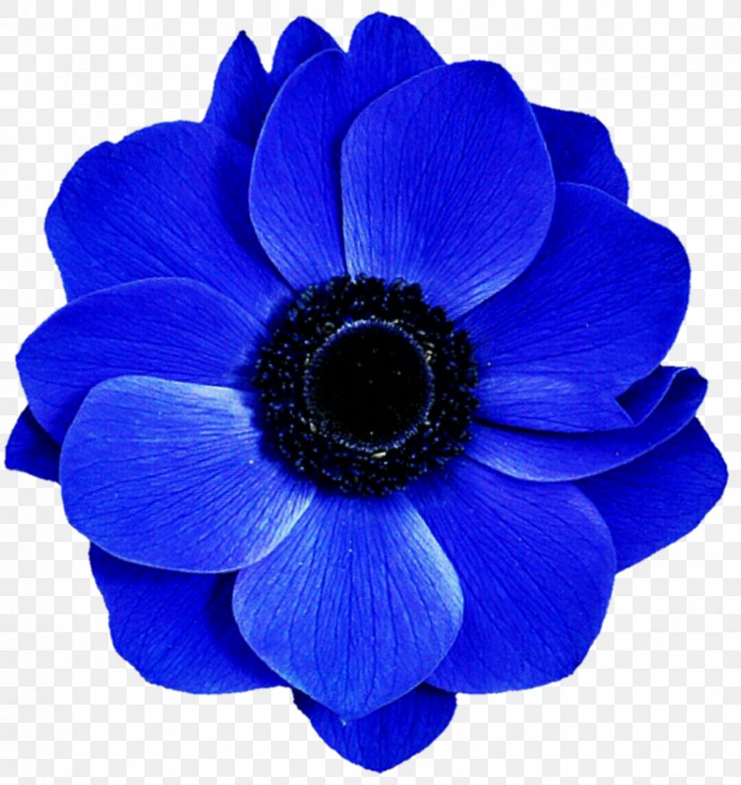 Cut Flowers Cobalt Blue Electric Blue, PNG, 868x920px, Flower, Anemone, Annual Plant, Blue, Cobalt Download Free