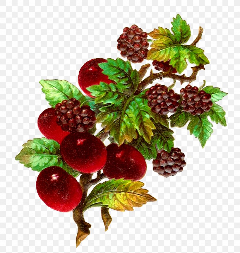Fruit Blackberry Clip Art, PNG, 1422x1500px, Fruit, Berry, Blackberry, Blog, Boysenberry Download Free