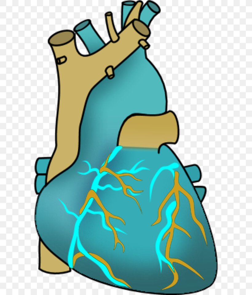 Heart Anatomy Clip Art, PNG, 600x960px, Watercolor, Cartoon, Flower, Frame, Heart Download Free