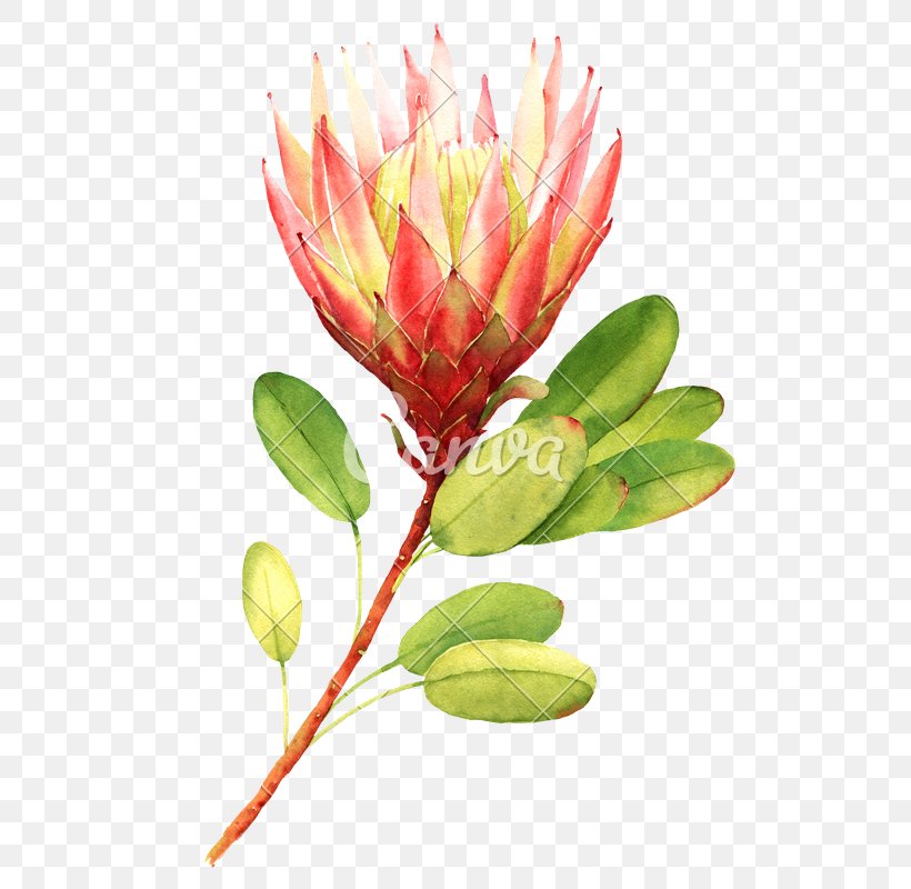 Flower Bouquet Stock Photography Drawing Floral Design, PNG, 603x800px, Flower, Botany, Bud, Drawing, Floral Design Download Free