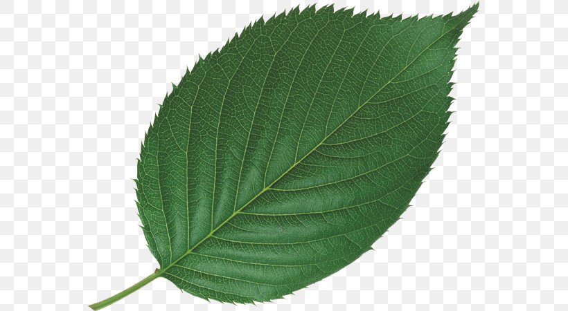 Leaf Bladnerv Plant Mint Tree, PNG, 567x450px, Leaf, Bladnerv, Green, Herbaceous Plant, Lamiaceae Download Free