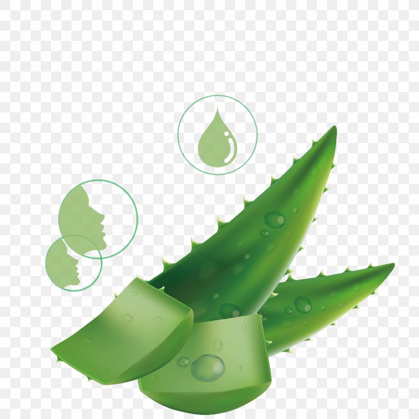 Aloe Vera Drop Liquid Leaf, PNG, 1140x1140px, Aloe Vera, Aloe, Dew, Drop, Grass Download Free