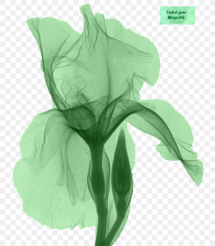 Northern Blue Flag X-ray Iris Flower Data Set Iris Croatica, PNG, 800x941px, Northern Blue Flag, Art, Black And White, Botany, Floral Design Download Free