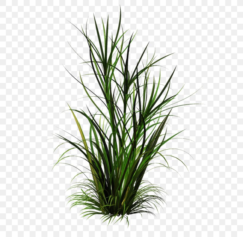 Ornamental Grass Clip Art, PNG, 596x800px, Ornamental Grass, Chinese Silver Grass, Commodity, Evergreen, Flower Download Free
