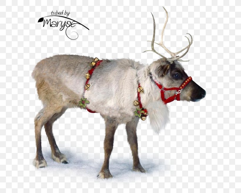Santa Claus Christmas Clip Art, PNG, 690x656px, Santa Claus, Antler, Christmas, Deer, Horn Download Free