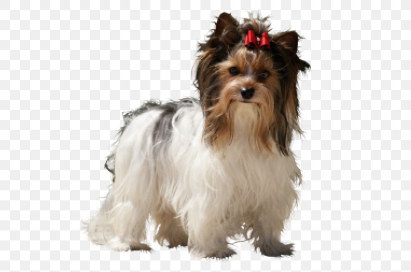 Yorkshire Terrier Australian Silky Terrier Morkie Havanese Dog Puppy, PNG, 645x543px, Yorkshire Terrier, Australian Silky Terrier, Biewer Terrier, Breed, Carnivoran Download Free