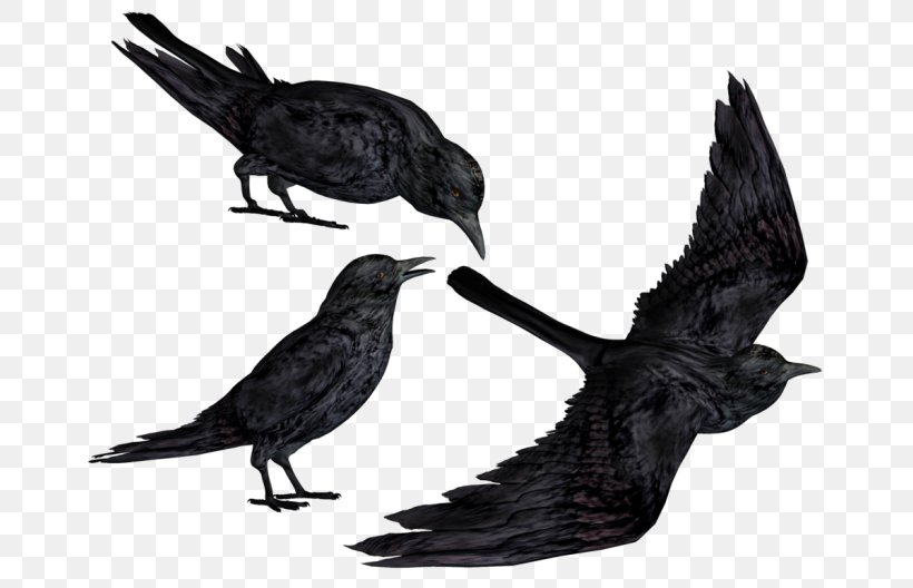 Bird Raven Fish Crow Crow Blackbird, PNG, 700x528px, Bird, Beak, Blackbird, Crow, Crowlike Bird Download Free