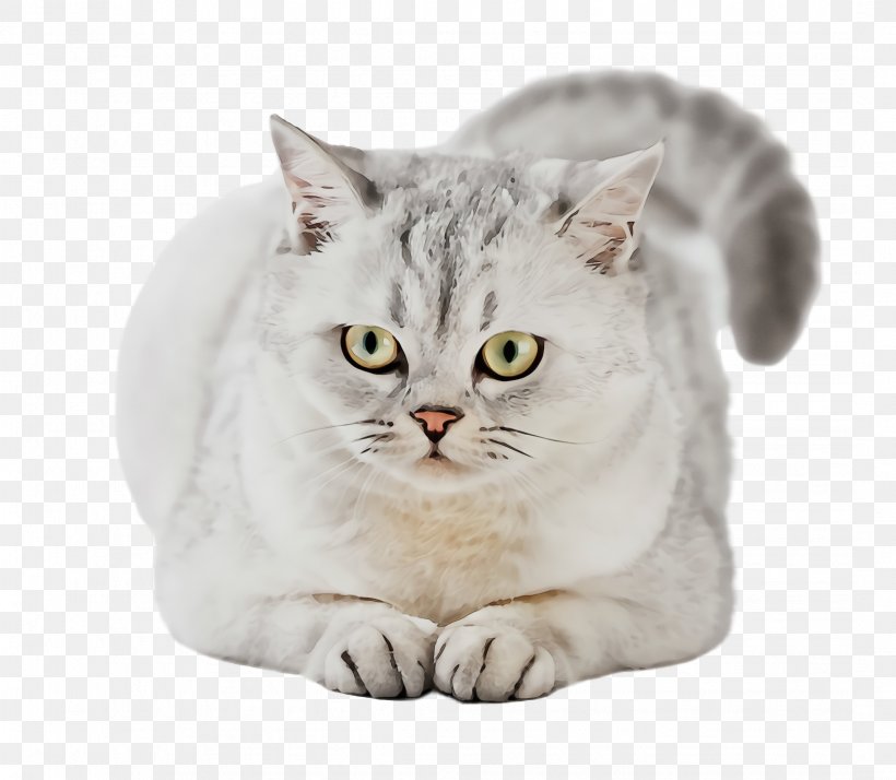 Cat Small To Medium-sized Cats White British Shorthair Whiskers, PNG, 2144x1868px, Watercolor, British Shorthair, Cat, Paint, Small To Mediumsized Cats Download Free