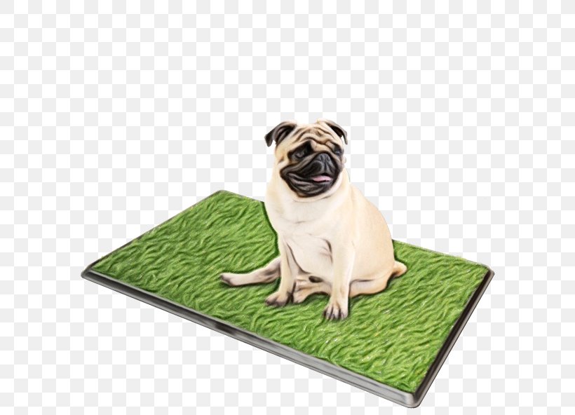 Pug Dog Breed Companion Dog Toy Dog Snout, PNG, 600x592px, Pug, Bed, Breed, Canidae, Carnivore Download Free