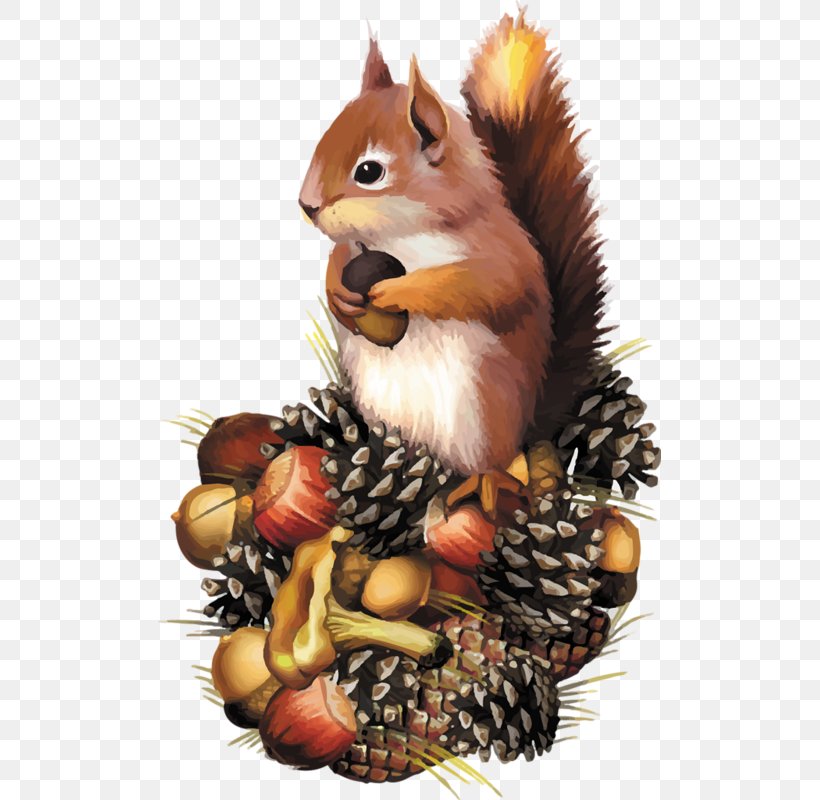 Squirrel Chipmunk Clip Art, PNG, 503x800px, Squirrel, Art, Chipmunk, Coloring Book, Computer Download Free
