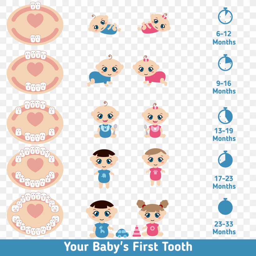 Teething Infant Deciduous Teeth Tooth Eruption, PNG, 1200x1200px, Teething, Chart, Cheek, Child, Deciduous Teeth Download Free