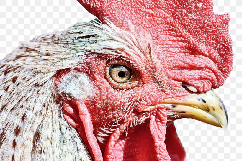 Bird Chicken Beak Rooster Close-up, PNG, 960x640px, Bird, Beak, Chicken, Closeup, Comb Download Free