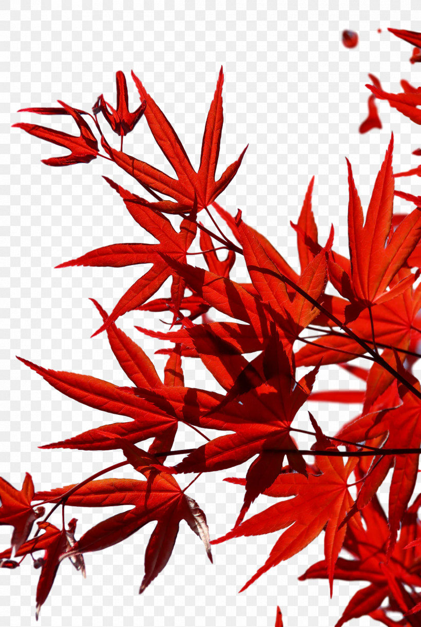Leaf Flower Twig Maple Leaf / M Red, PNG, 1200x1788px, Leaf, Biology, Flower, Geometry, Line Download Free