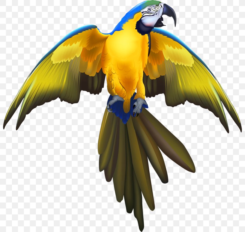 Parrot Budgerigar Lovebird, PNG, 800x779px, Parrot, Beak, Bird, Budgerigar, Fauna Download Free