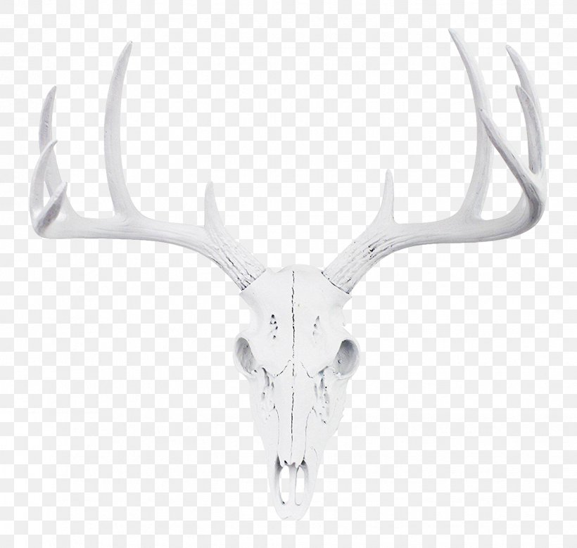 Reindeer White-tailed Deer Antler Roe Deer, PNG, 1428x1357px, Reindeer, Antler, Bone, Bust, Color Download Free