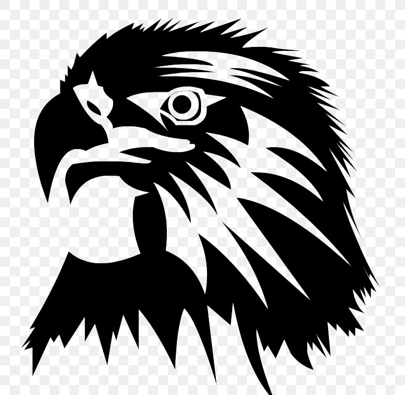 Bald Eagle Clip Art Image Vector Graphics, PNG, 800x800px, Bald Eagle, Accipitridae, Accipitriformes, Art, Beak Download Free