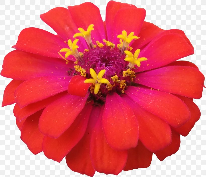 Common Zinnia Flower Garden Cosmos, PNG, 1280x1105px, Common Zinnia, Annual Plant, Color, Cosmos, Cut Flowers Download Free