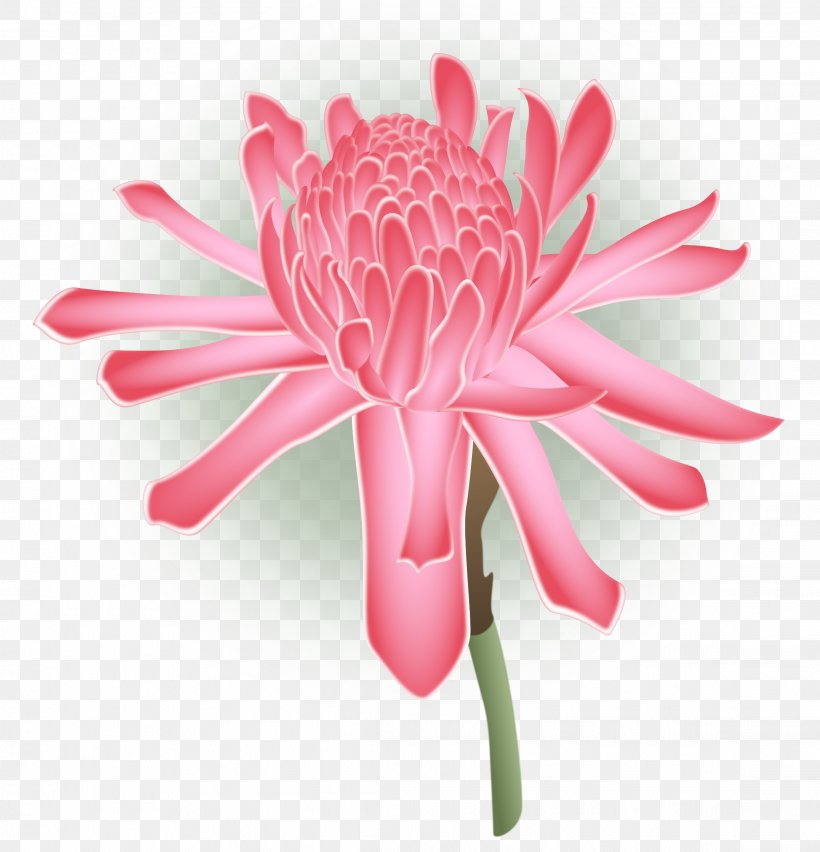 Cut Flowers Chrysanthemum Transvaal Daisy Daisy Family, PNG, 2274x2364px, Flower, Chrysanthemum, Chrysanths, Closeup, Common Daisy Download Free