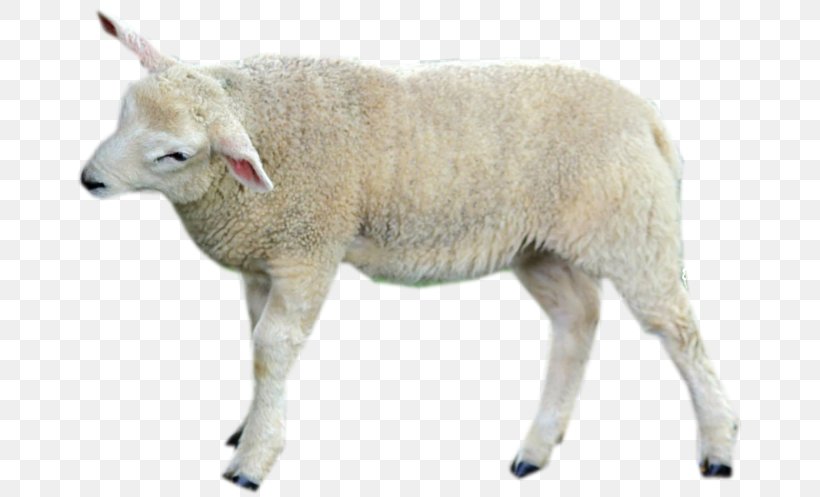Sheep Cattle Goat Wildlife Terrestrial Animal, PNG, 668x497px, Sheep, Animal, Cattle, Cattle Like Mammal, Cow Goat Family Download Free