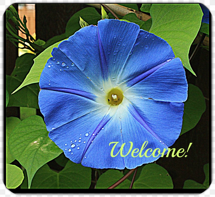 Beach Moonflower Violet Annual Plant Wildflower Morning Glories, PNG, 1600x1462px, Beach Moonflower, Annual Plant, Blue, Cobalt Blue, Flower Download Free
