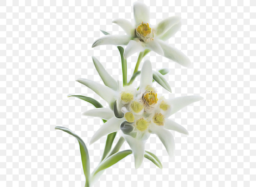 Flower White Edelweiss Plant Petal, PNG, 510x600px, Flower, Cut Flowers, Edelweiss, Lily, Lily Family Download Free