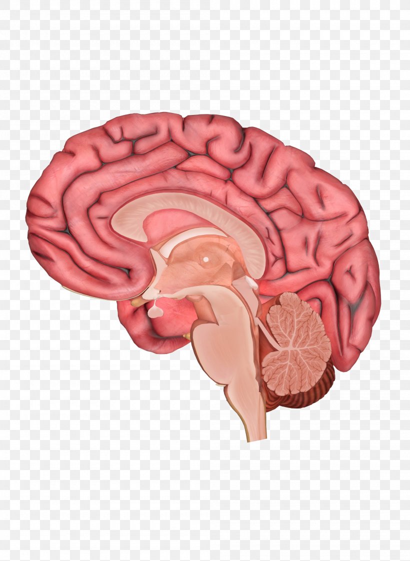 Human Brain Human Body Anatomy Homo Sapiens, PNG, 2000x2737px, Watercolor, Cartoon, Flower, Frame, Heart Download Free