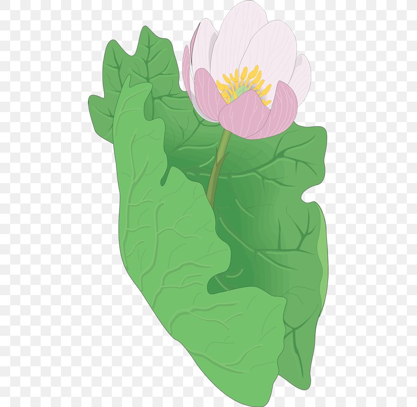 Petal Leaf Flowering Plant Clip Art, PNG, 473x800px, Petal, Flower, Flowering Plant, Grass, Green Download Free