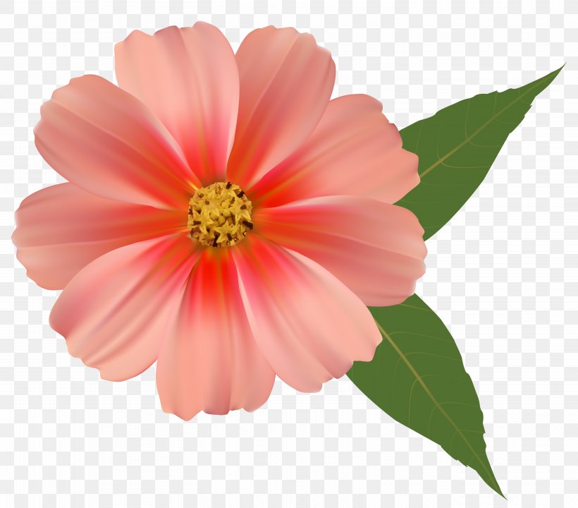 Pink Flowers Rose Clip Art, PNG, 5828x5120px, Flower, Annual Plant, Color, Cosmos, Dahlia Download Free
