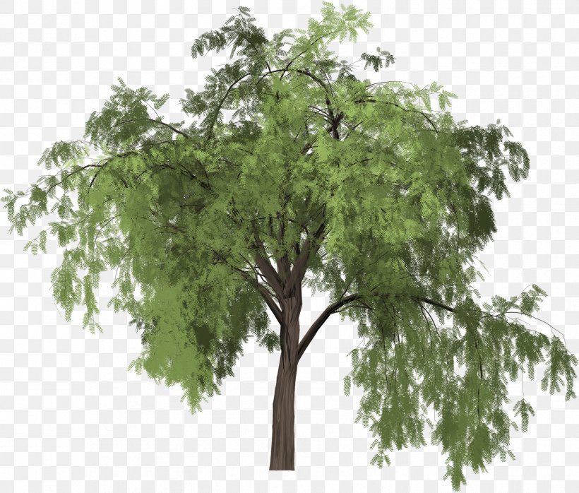 Tree Image Euclidean Vector Schinus Molle Vector Graphics, PNG, 1781x1518px, Tree, Alamy, Bell Pepper, Branch, Deciduous Download Free