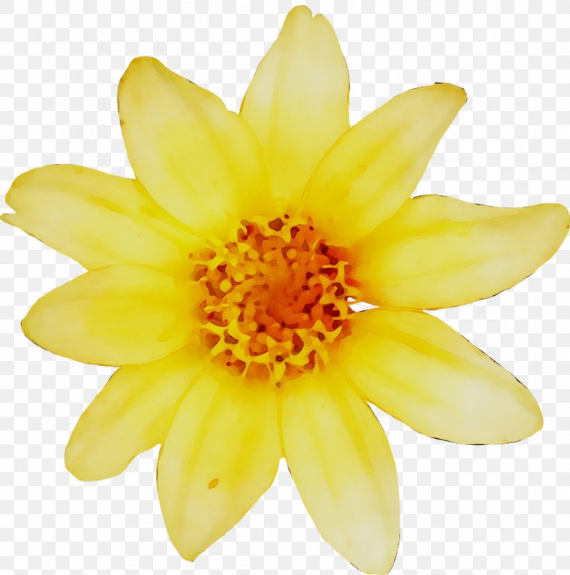 Yellow Swifty Chrysanthemum Eurostar Daisy Family, PNG, 1157x1169px, Yellow, Annual Plant, Chrysanthemum, Closeup, Daisy Family Download Free