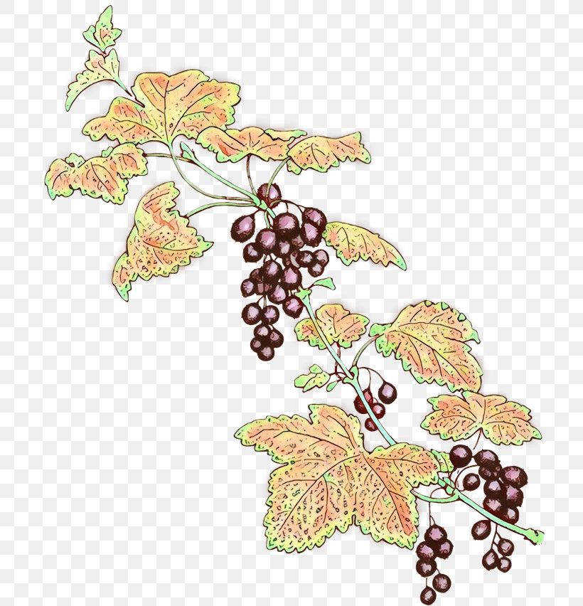 Grape Leaves Grape Leaf Grapevine Family Plant, PNG, 768x852px, Grape Leaves, Flower, Grape, Grapevine Family, Leaf Download Free