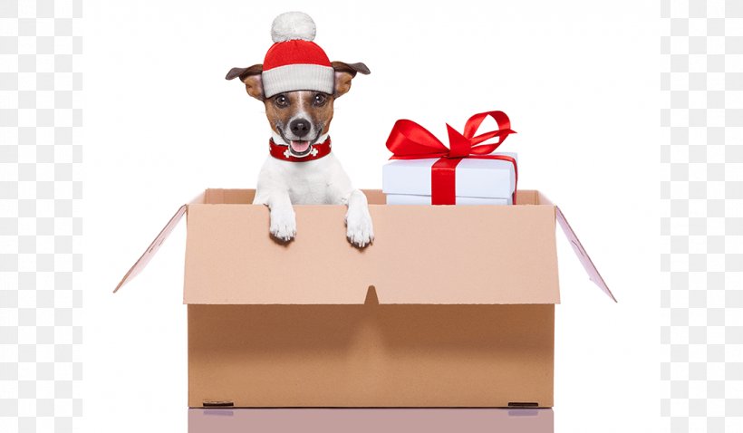 Jack Russell Terrier Pet Shop Service Dog Puppy, PNG, 1080x630px, Jack Russell Terrier, Box, Canidae, Christmas Ornament, Deer Download Free